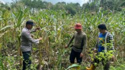 Bersama Petani, Kanit Bimas Polsek Tondano Panen Jagung di Tonsaru